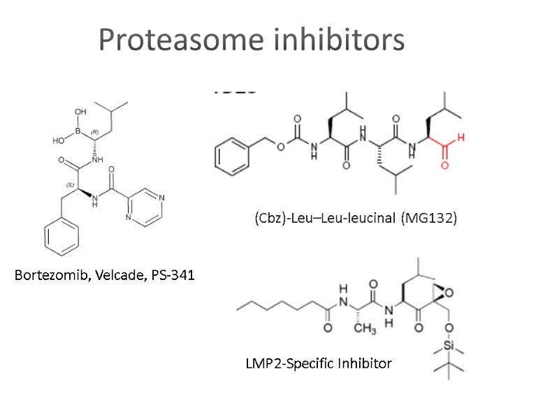 Bortezomib, Velcade, PS-341 (Cbz)-Leu–Leu-leucinal (MG132) LMP2-Specific Inhibitor Proteasome inhibitors